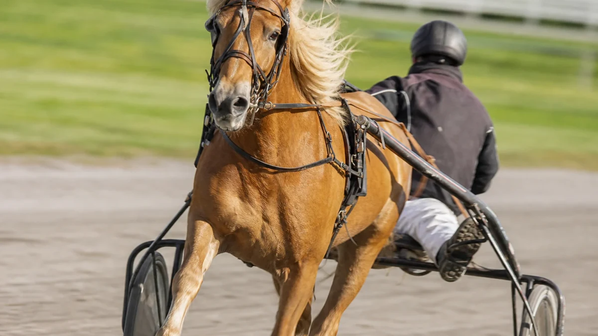 Travsto med kusk i sulky på upploppet på en svensk travbana.