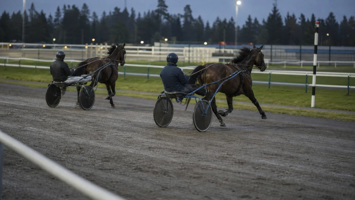 Travhästar med kuskar i sulky på upploppet under en V86-omgång.